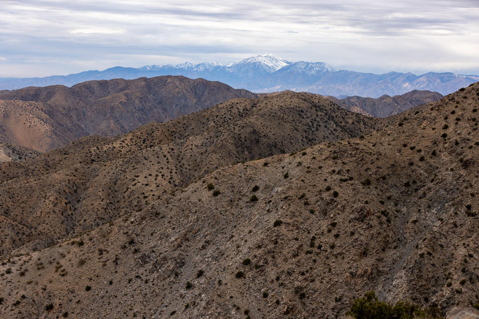 Joshua-Tree---9X5A6368.jpg