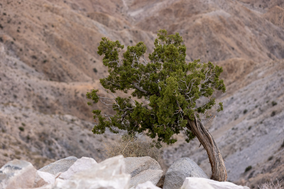 Joshua-Tree---9X5A6371.jpg