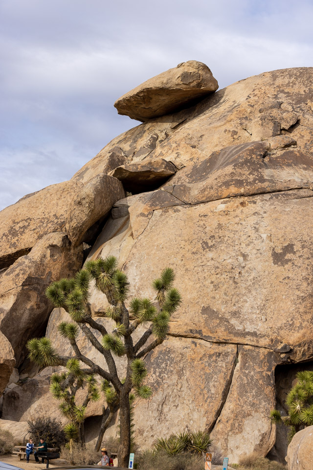 Joshua-Tree---9X5A6375.jpg