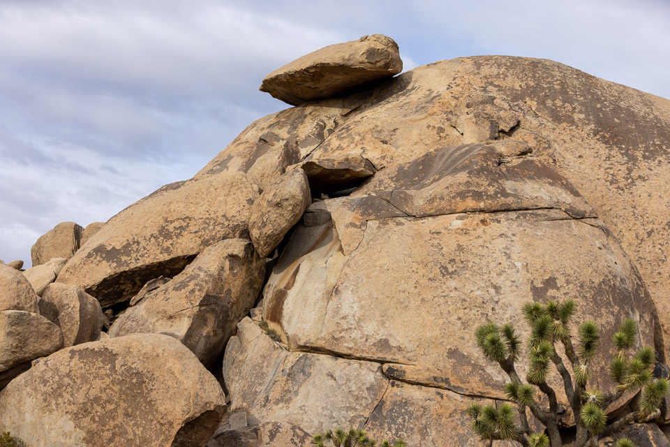 Joshua-Tree---9X5A6376.jpg