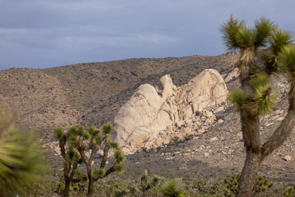 Joshua-Tree---9X5A6377.jpg