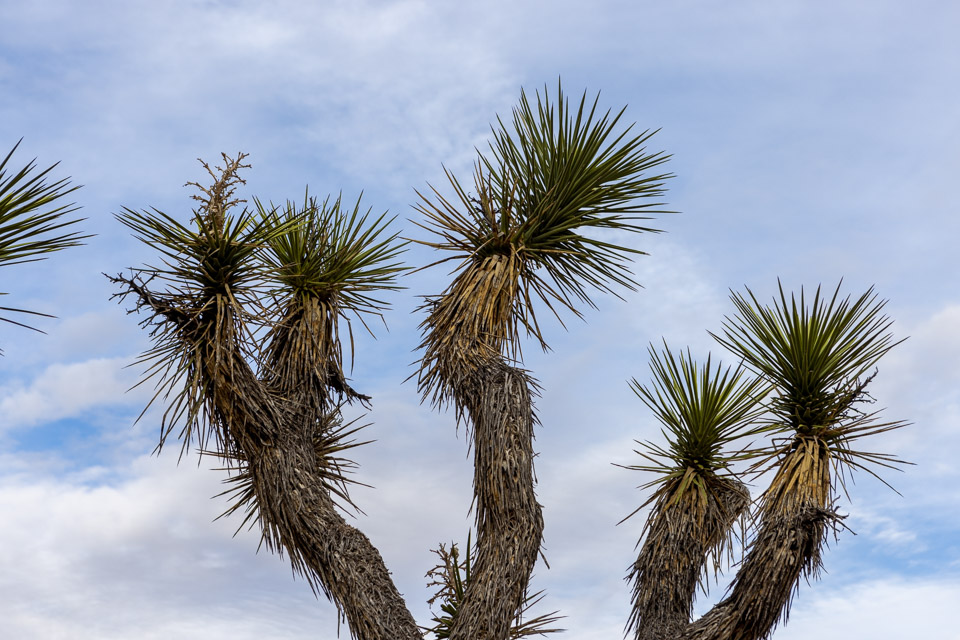 Joshua-Tree---9X5A6378.jpg