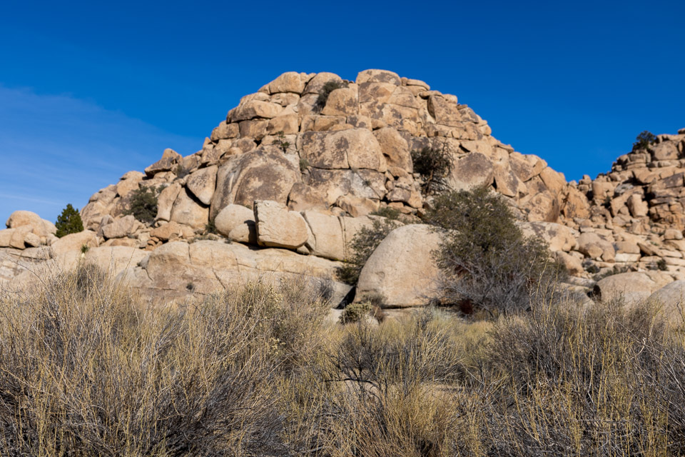 Joshua-Tree---9X5A6390.jpg