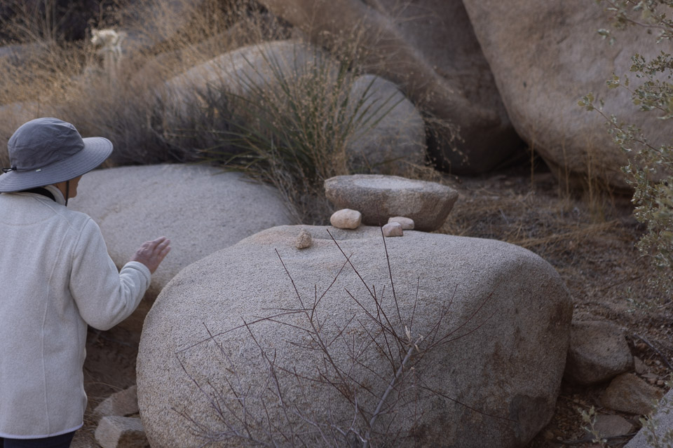 Joshua-Tree---9X5A6421.jpg