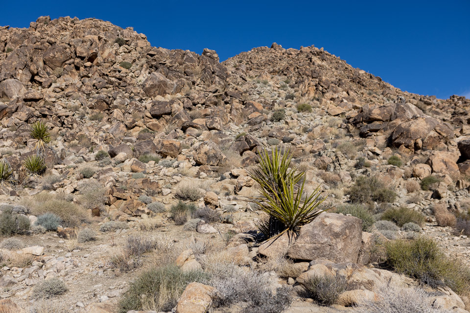 Joshua-Tree---9X5A6437.jpg