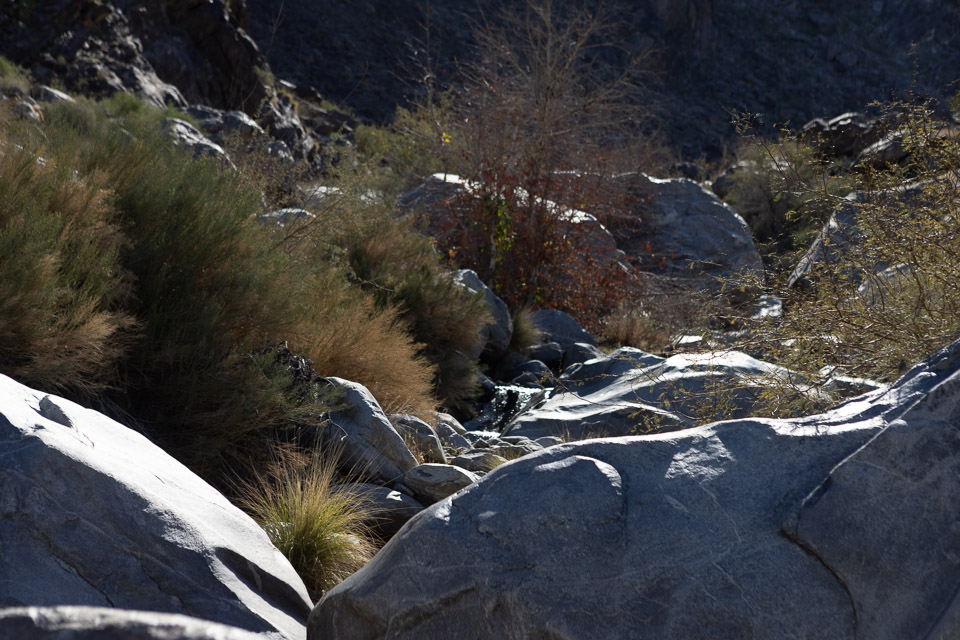 Joshua-Tree---9X5A6506.jpg