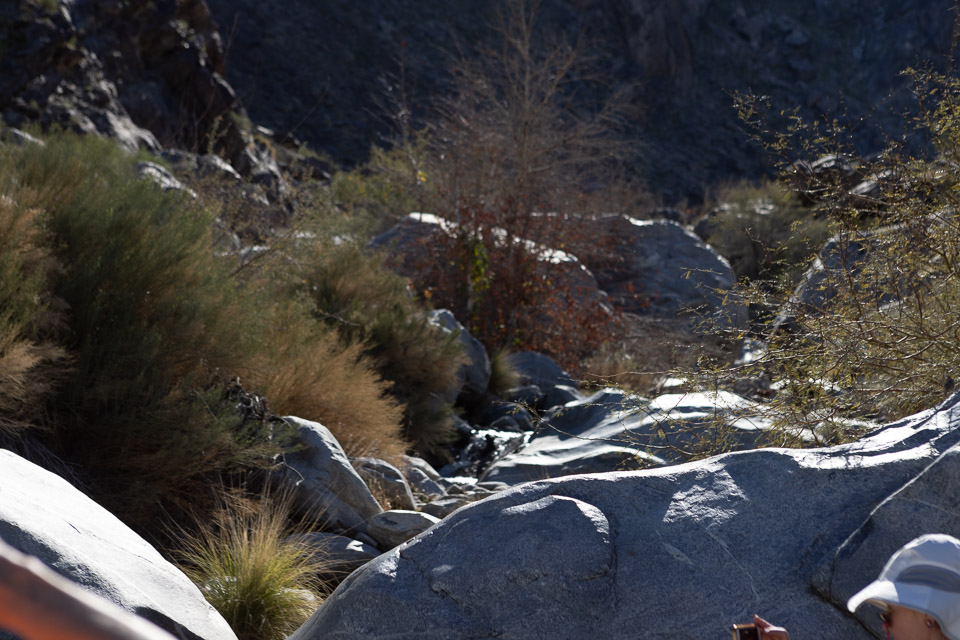 Joshua-Tree---9X5A6507.jpg