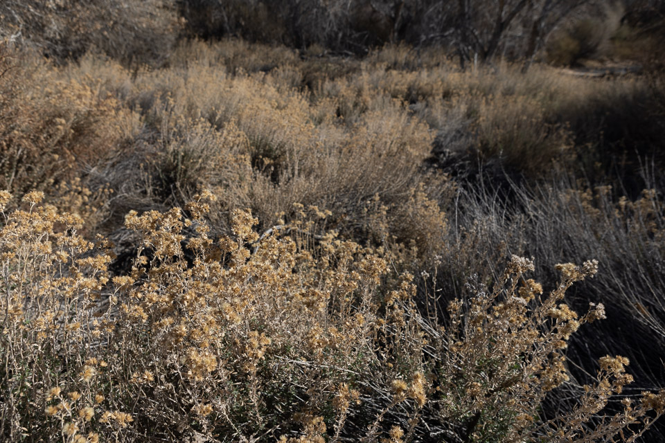 Joshua-Tree---9X5A6528.jpg