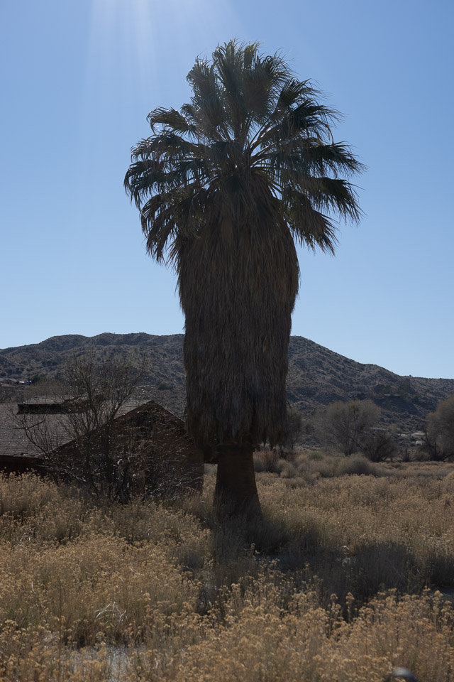 Joshua-Tree---9X5A6530.jpg