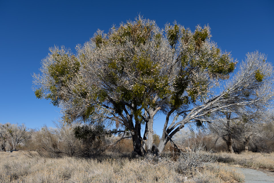 Joshua-Tree---9X5A6531.jpg