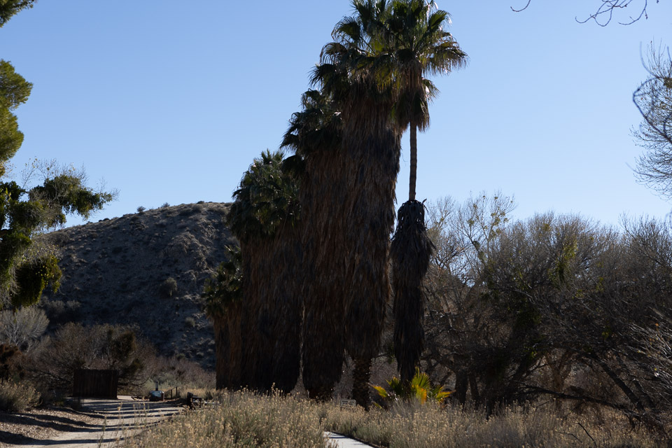 Joshua-Tree---9X5A6533.jpg