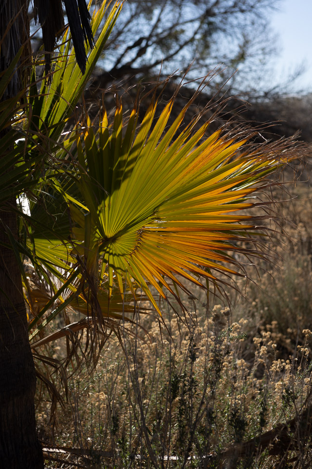 Joshua-Tree---9X5A6534.jpg