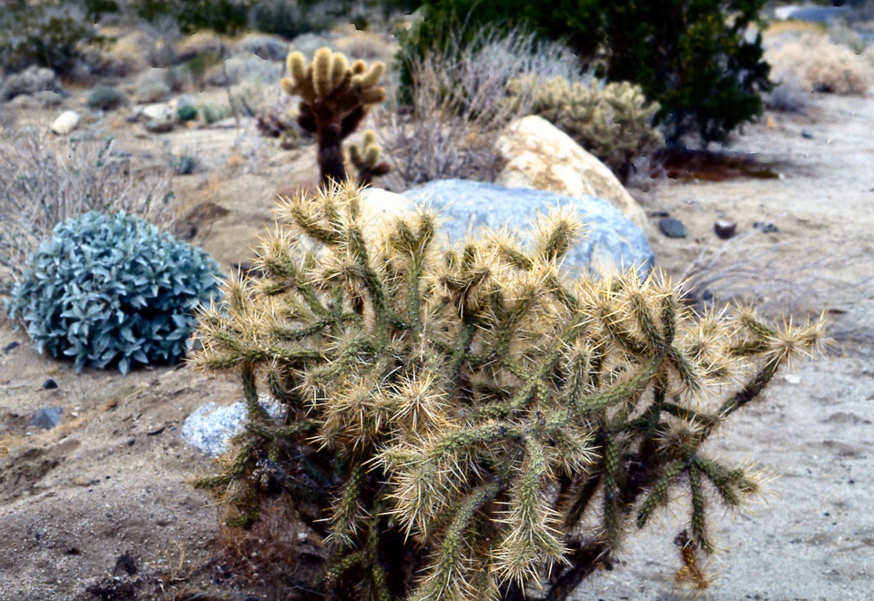 palm-springs--joshua-tree-np-scan-02_452175602_o.jpg