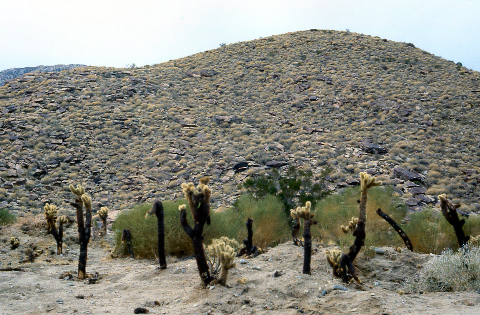 palm-springs--joshua-tree-np-scan-03_452192813_o.jpg