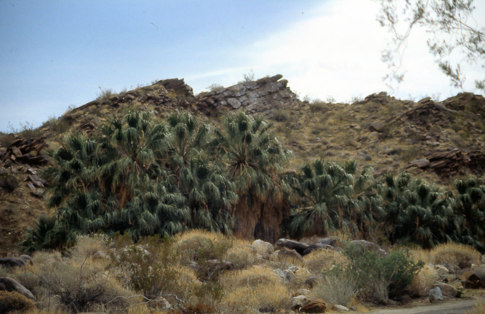 palm-springs--joshua-tree-np-scan-04_452194405_o.jpg