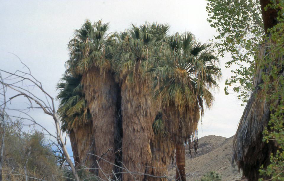 palm-springs--joshua-tree-np-scan-05_452196159_o.jpg