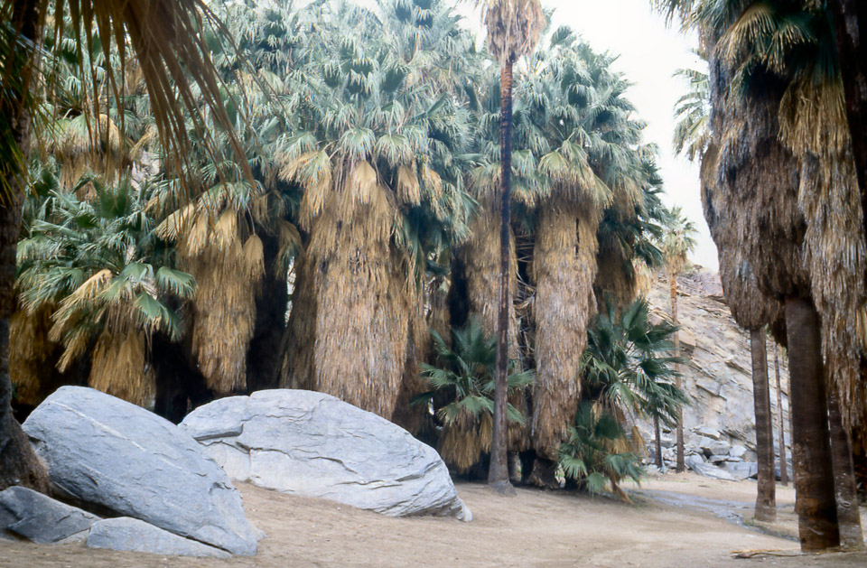 palm-springs--joshua-tree-np-scan-11_452206651_o.jpg