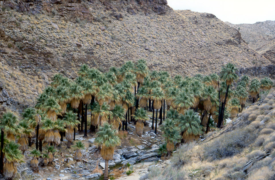 palm-springs--joshua-tree-np-scan-13_452210927_o.jpg