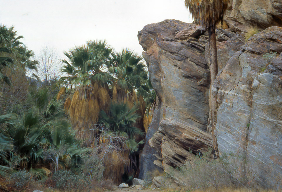 palm-springs--joshua-tree-np-scan-15_452199162_o.jpg