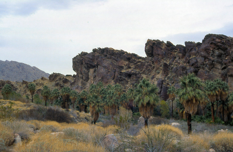 palm-springs--joshua-tree-np-scan-18_452204728_o.jpg