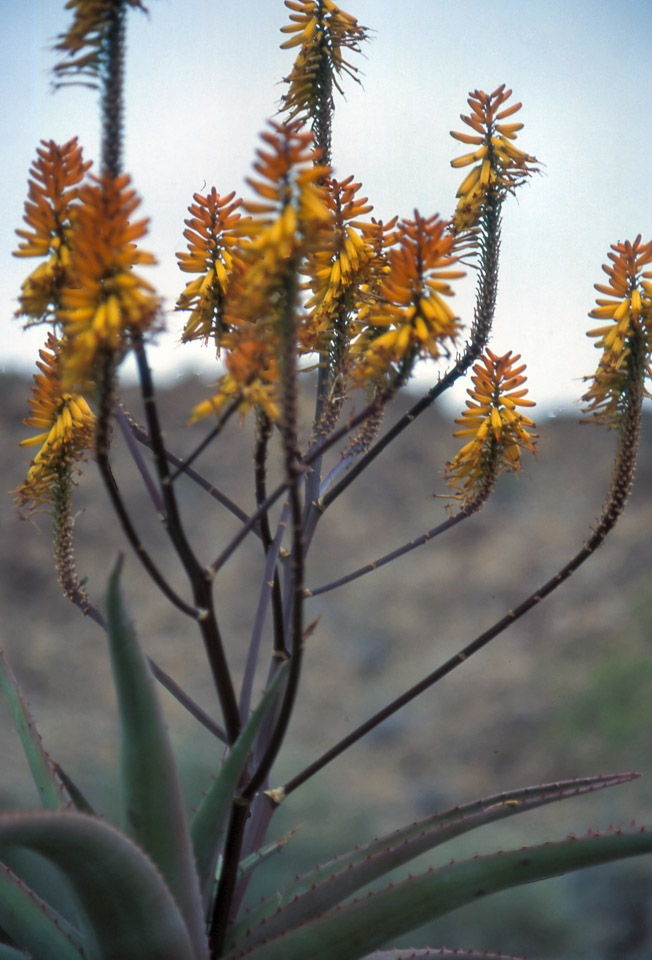 palm-springs--joshua-tree-np-scan-24_452213930_o.jpg