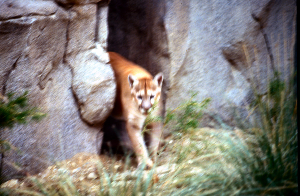 palm-springs--joshua-tree-np-scan-29_452221856_o.jpg