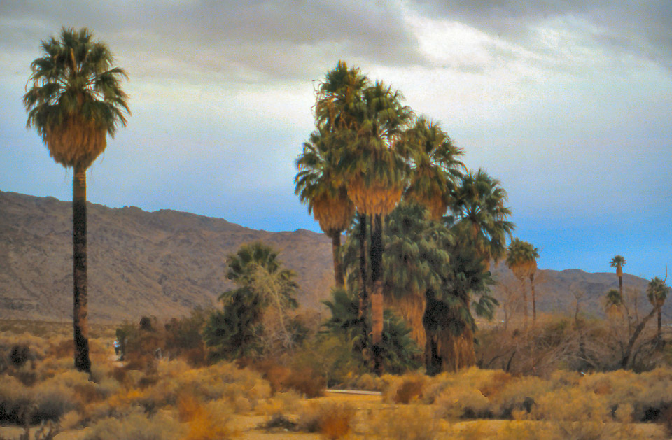 palm-springs--joshua-tree-np-scan-45_452247584_o.jpg