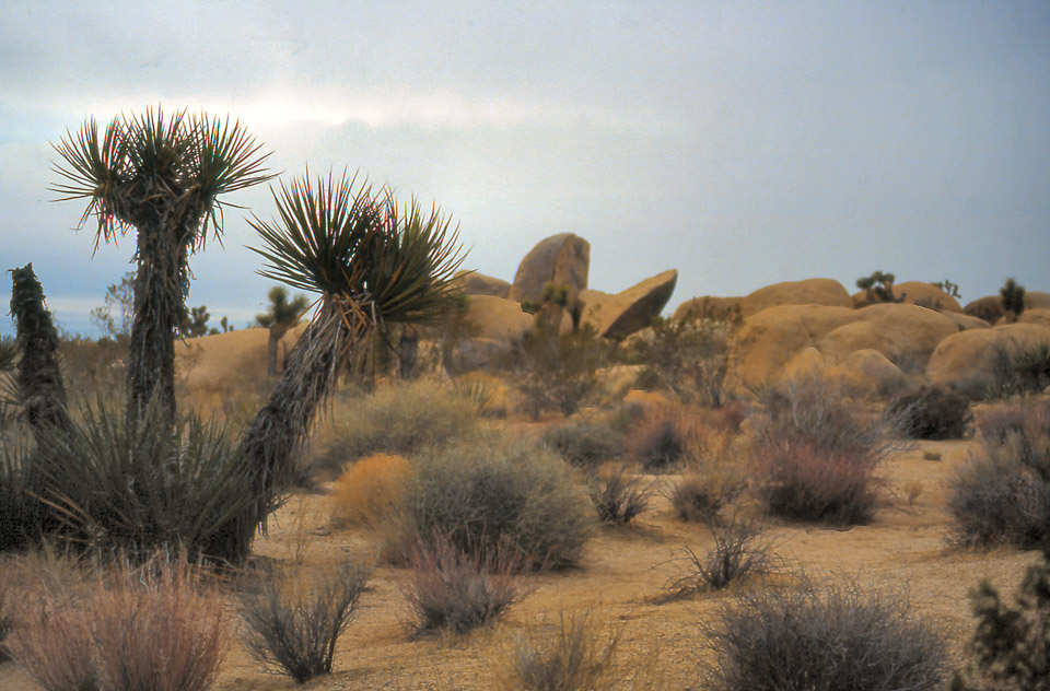 palm-springs--joshua-tree-np-scan-46_452265357_o.jpg