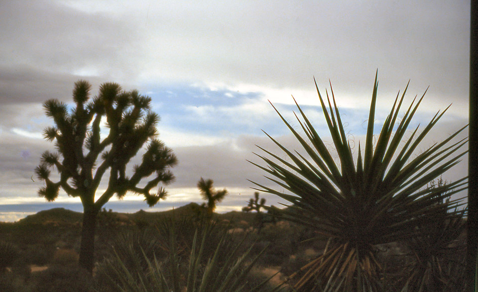 palm-springs--joshua-tree-np-scan-48_452253240_o.jpg