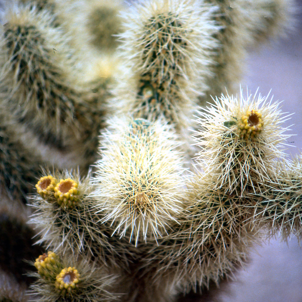 palm-springs--joshua-tree-np-scan-52_452278711_o_v1.jpg