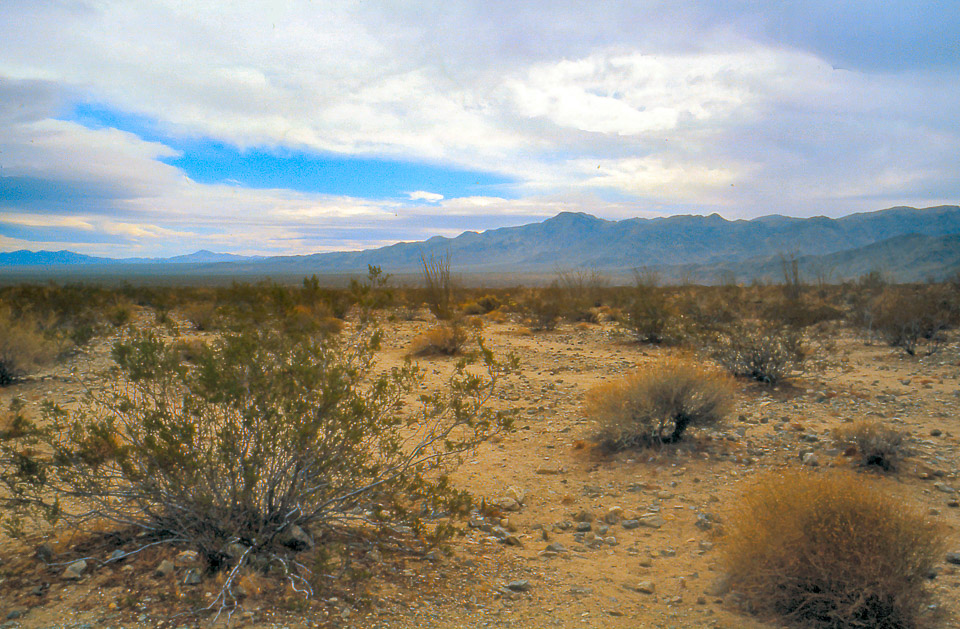 palm-springs--joshua-tree-np-scan-55_452285257_o.jpg