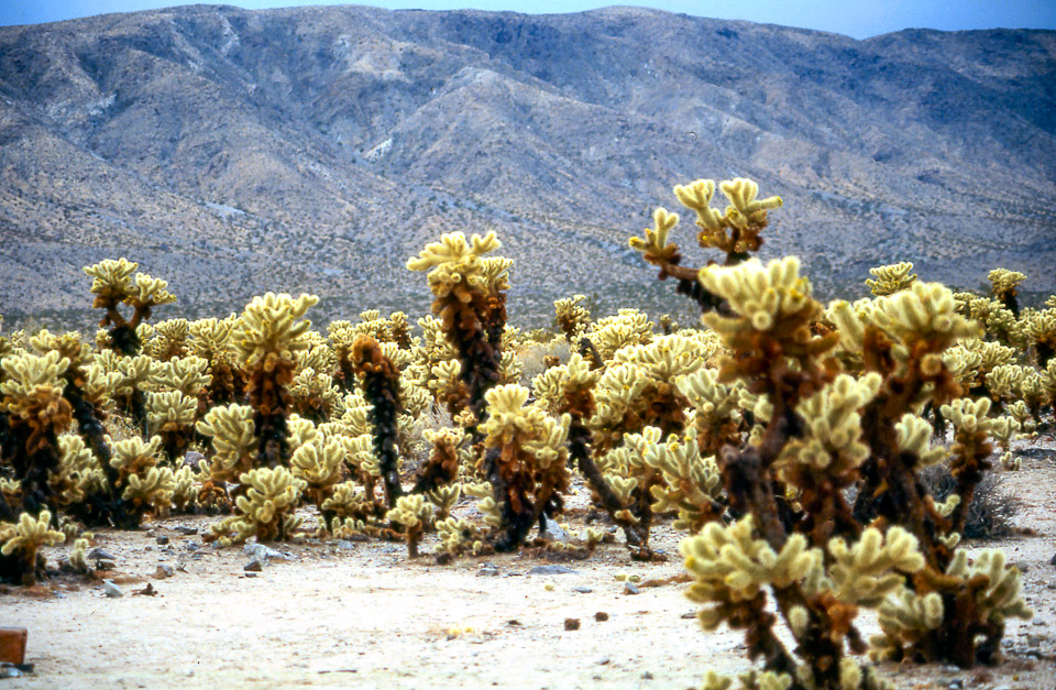 palm-springs--joshua-tree-np-scan-56_452287605_o.jpg