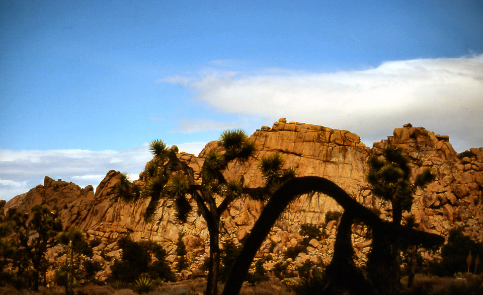 palm-springs--joshua-tree-np-scan-64_452303591_o.jpg