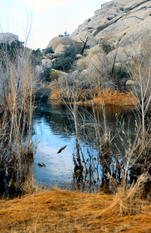 palm-springs--joshua-tree-np-scan-70_452299894_o.jpg