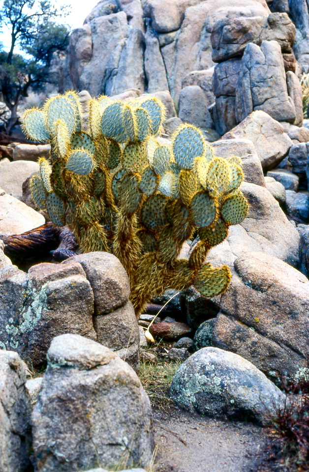 palm-springs--joshua-tree-np-scan-73_452308110_o.jpg