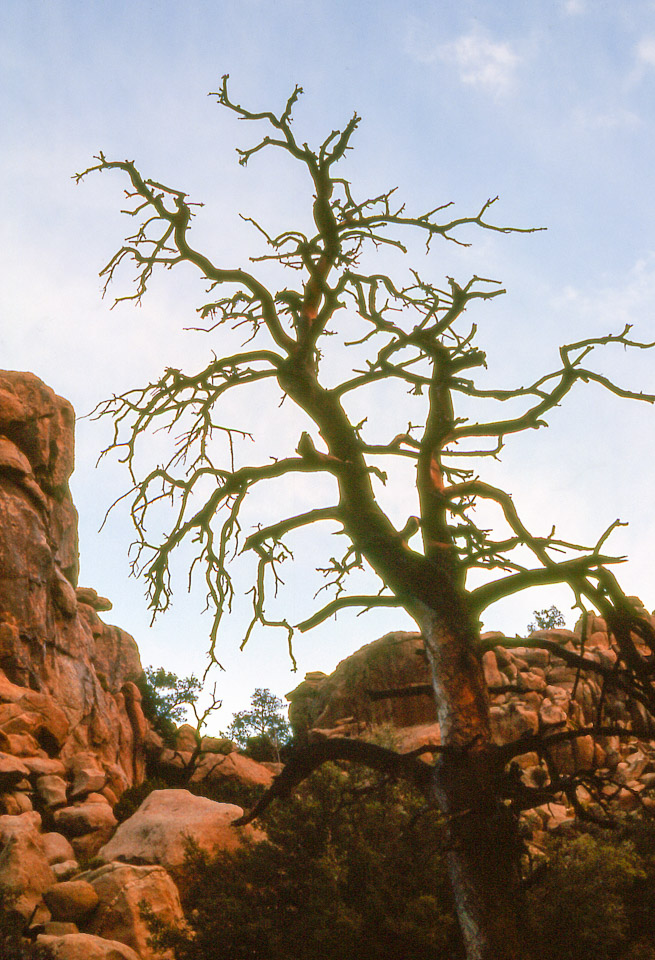 palm-springs--joshua-tree-np-scan-74_452327493_o.jpg