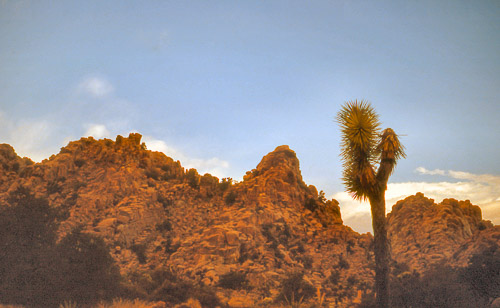 palm-springs--joshua-tree-np-scan-66_452307121_o.jpg