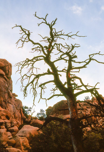 palm-springs--joshua-tree-np-scan-74_452327493_o.jpg