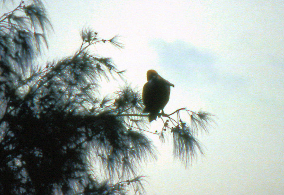 florida-keys--everglades-001_536088098_o.jpg