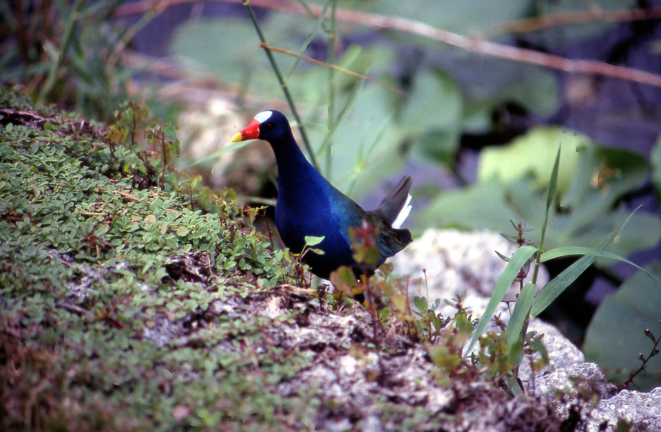 florida-keys--everglades-008_536103592_o_v1.jpg