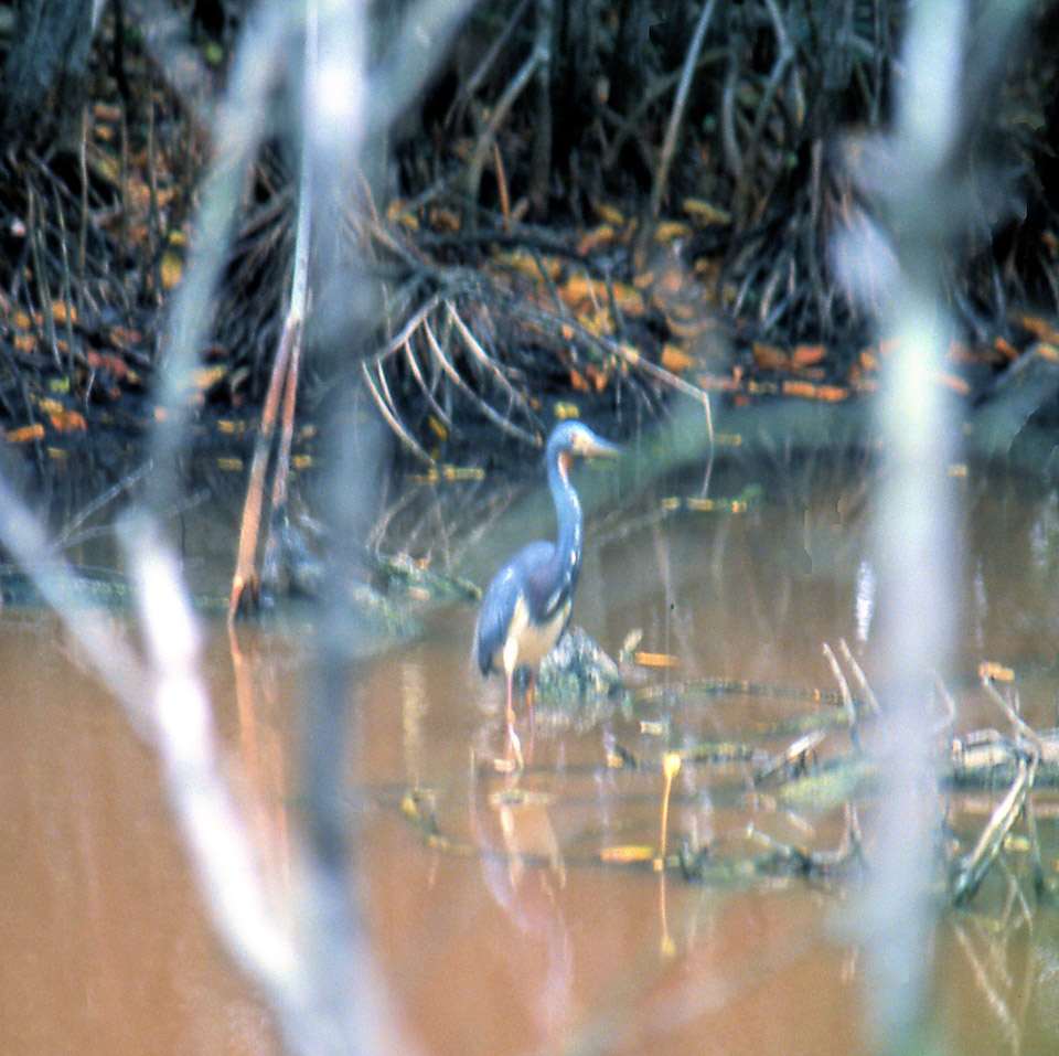 florida-keys--everglades-016_536118754_o.jpg