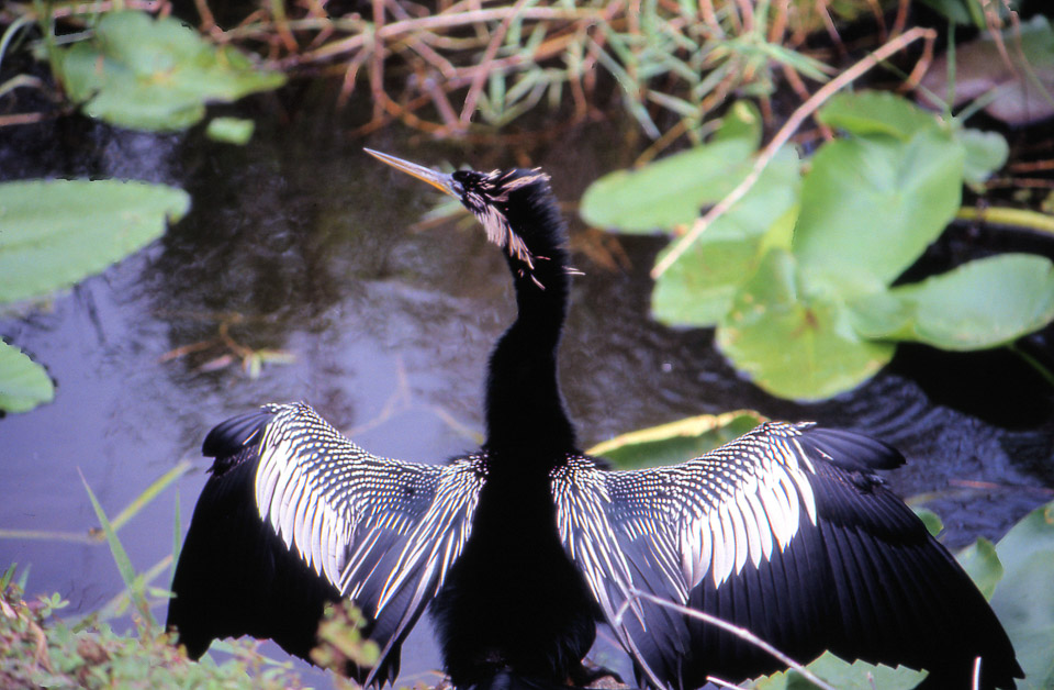 florida-keys--everglades-019_536242441_o.jpg