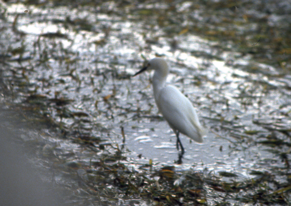 florida-keys--everglades-020_536126532_o_v1.jpg