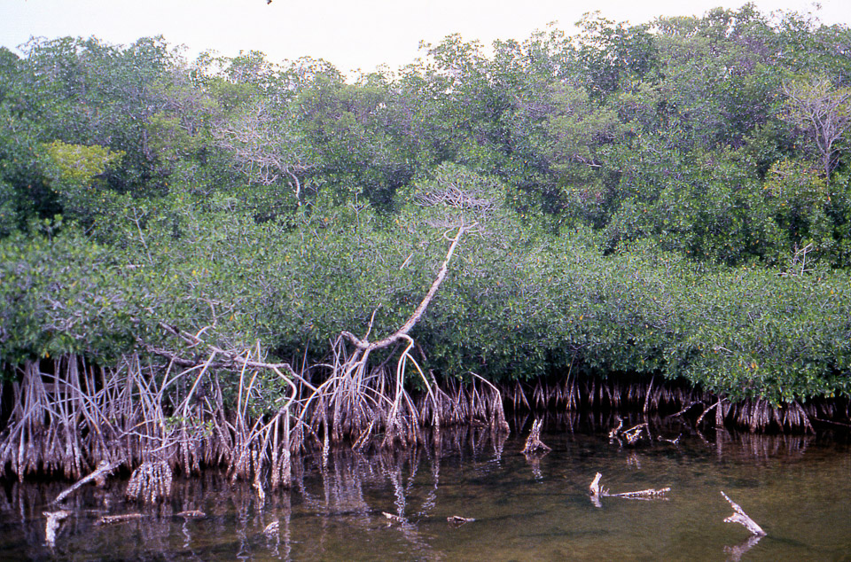 florida-keys--everglades-030_536265601_o.jpg