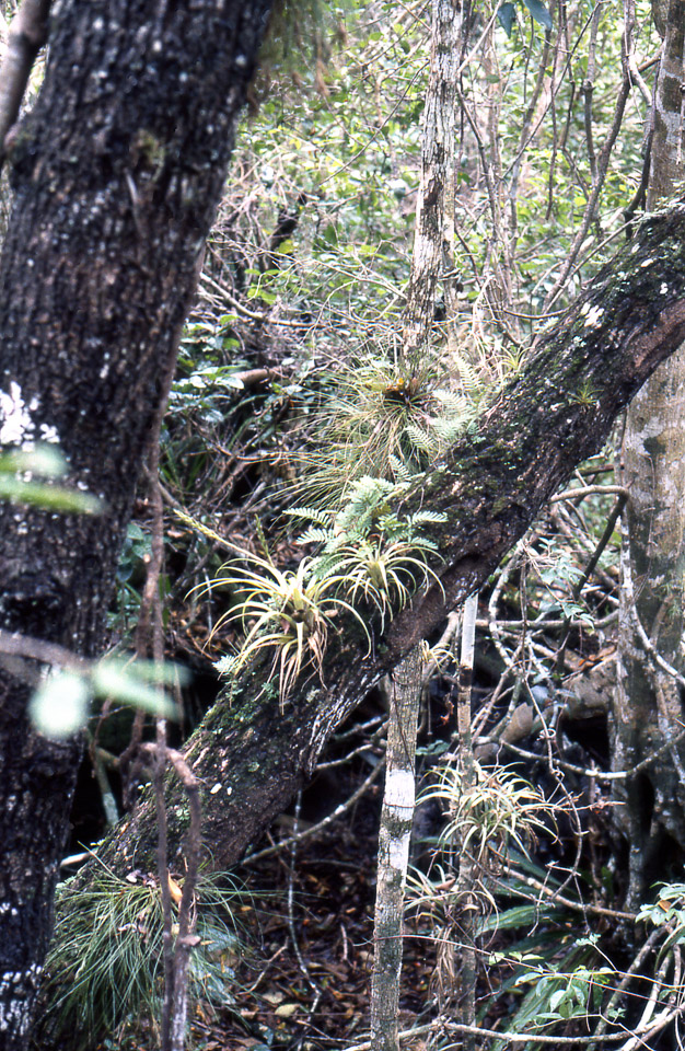 florida-keys--everglades-031_536268459_o.jpg