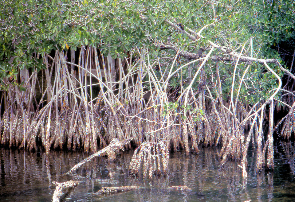 florida-keys--everglades-042_536157288_o.jpg