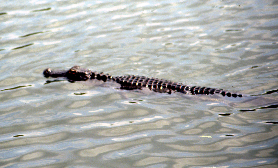 florida-keys--everglades-047_536158412_o.jpg