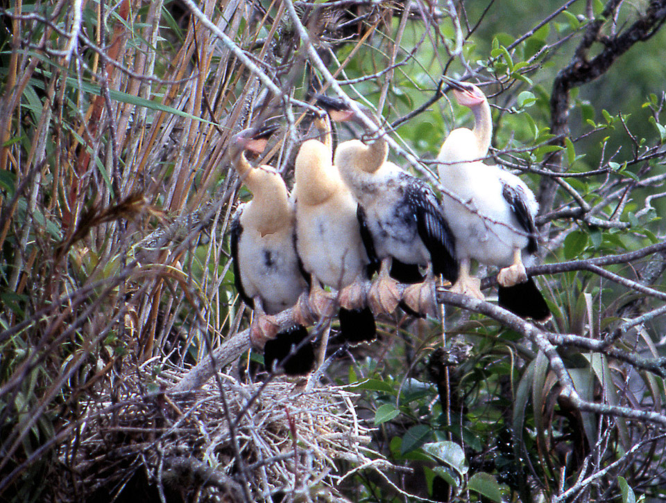 florida-keys--everglades-049_536276067_o.jpg