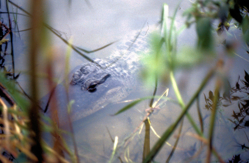 florida-keys--everglades-052_536277913_o.jpg