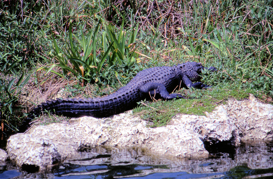 florida-keys--everglades-053_536279277_o.jpg